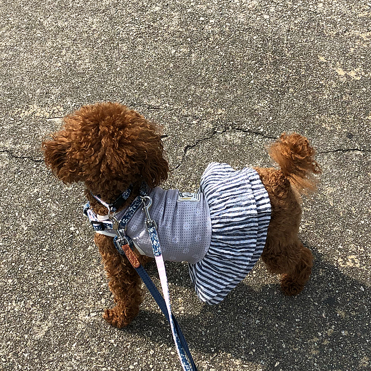 おはようございます😃🌤
今日の桃地方快晴です。👏👏
紫外線対策をしましょう。😊
普通散歩行ってきました。約20分。🐾🐾