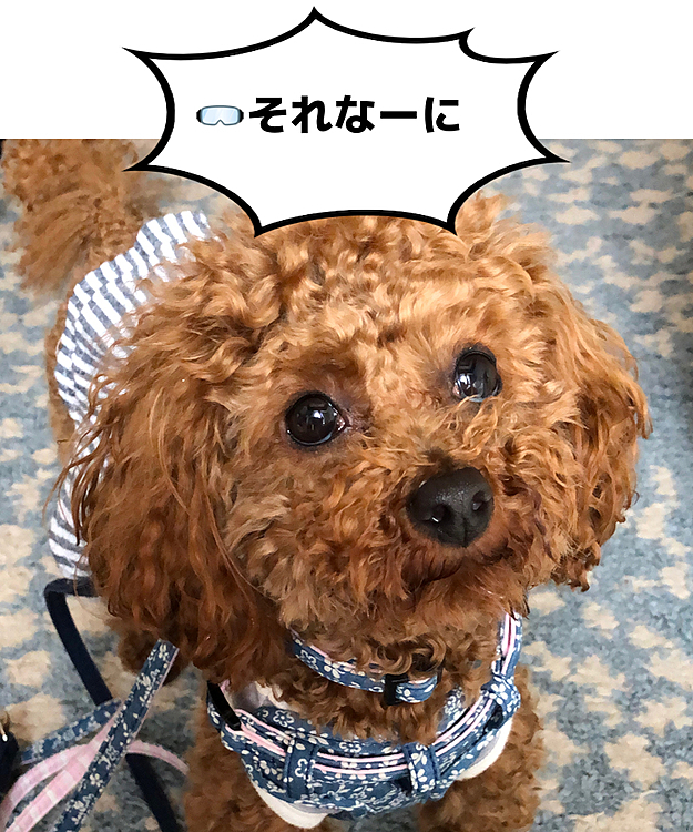 ばあば👵のコロナ🦠対策グッズに
興味津々の桃。🥽

