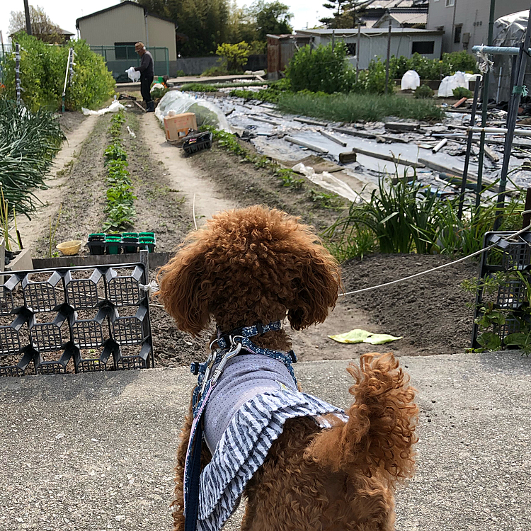 ご近所さん👨‍🌾が畑で作業中。
🧑‍🌾にも興味津々でした。😊