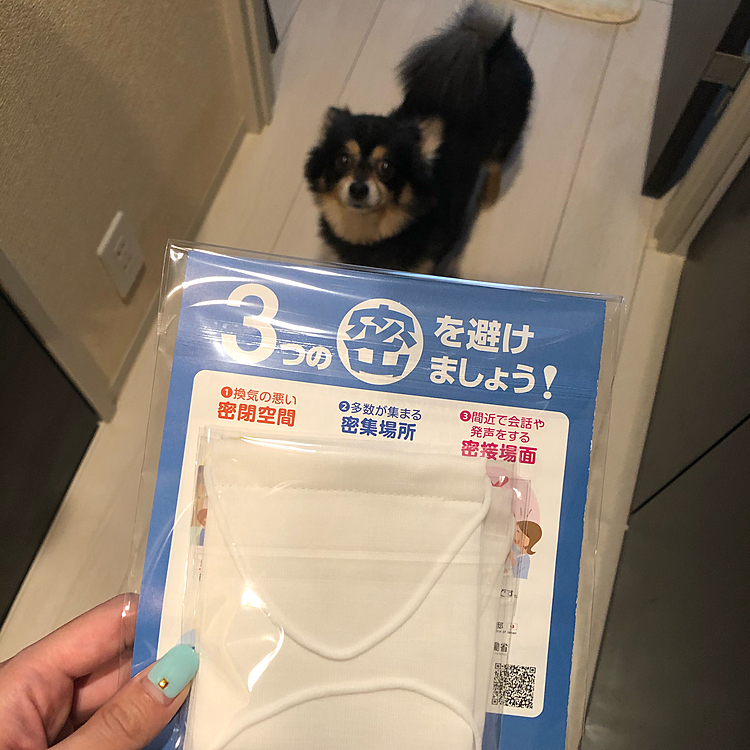 お散歩帰りにポスト覗いたら
届いてました！
アベノマスク🕊🕊🕊

まだマスクのストックあるので
使い道は先になりそうだけど、、💦


家に着いた瞬間雨降ってきたので
お散歩行けてよかった🐾🌟

ギリギリでした🤣💦

降りそうな気がしたので今日は公園なし🙅🏼‍♀️

おうち周りをグルっと、、ショートコースです🐯🌟


