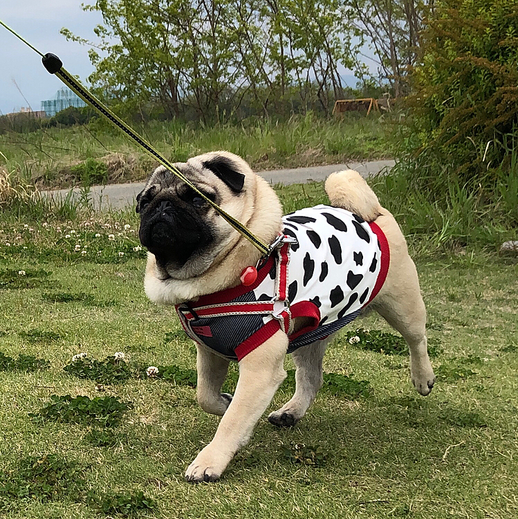 とうちゃん連休スタート😊
人混み避けて、河川敷グランドへお散歩行ってきました🐶