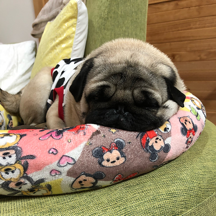 お散歩に満足🐶💤