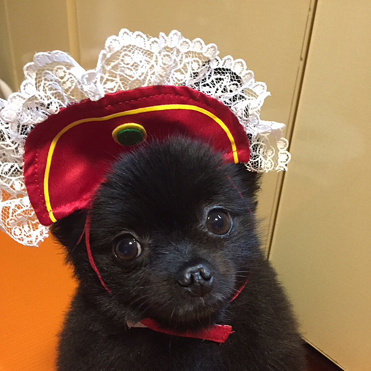 高貴なお猫様2よりナポレオンハット🎩

どこがどうナポレオンなのか( ´•௰•`)