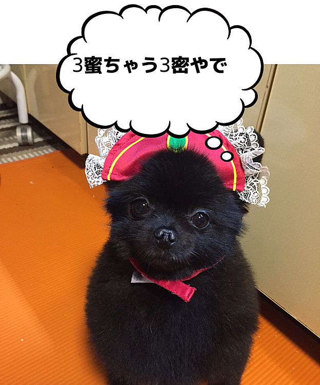 3蜜ってハチミツ、黒みつ、あんみつの事かしら(((・ω・)))ﾎﾟﾜﾜｰﾝ