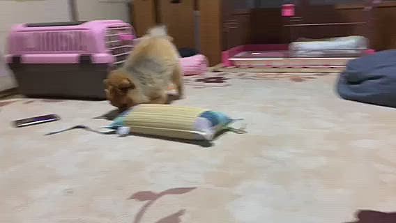 出ました〜‼️
高速大回転のスイッチが入ったルルちゃん
決して早送りではありません🤣