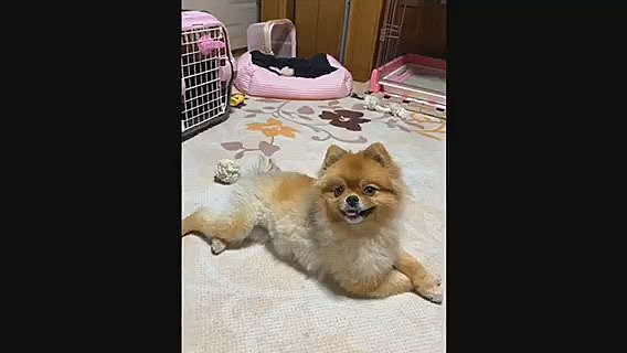 そして、最後は疲れてコテッと寝るルルちゃんでした😅