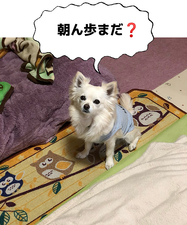 おはようございます☀
今朝も小雪は元気いっぱいお散歩してきたよ🐾👣