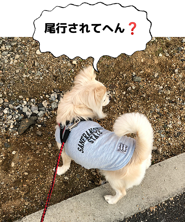 こんな早朝から小雪を尾行する人おらんって🤣