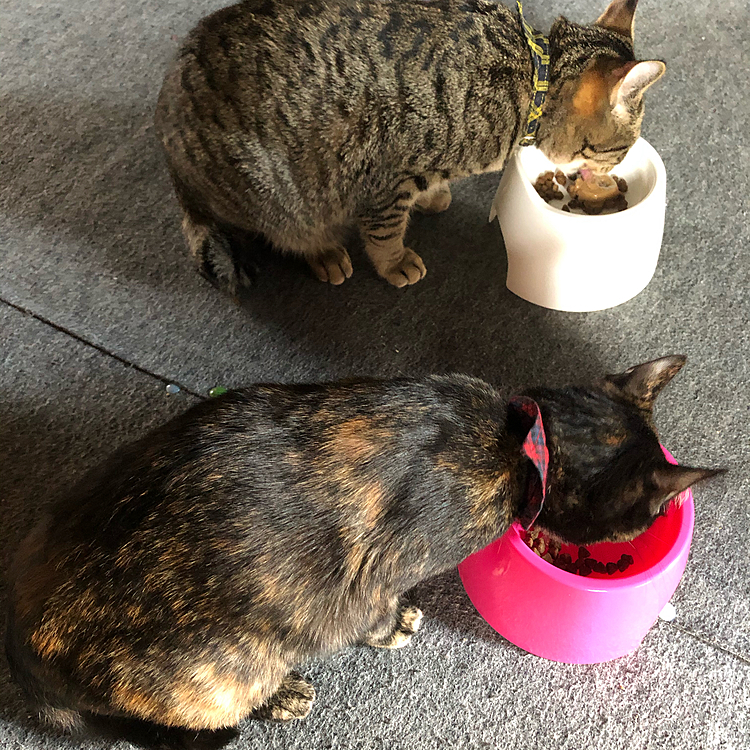 今日もご飯が美味いにゃ🐾ご飯が美味いのは元気な証拠にゃよ☺