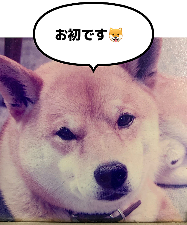 だれ？🤣

サスケです😊
17年前の4/27に🌈へ渡りました。
気難しい子でしたが、賢くて可愛い子でした💕
突然の病気で逝ってしまいました。
12歳でした。
今は🌈のみんなと仲良くいてくれてるかな🥰