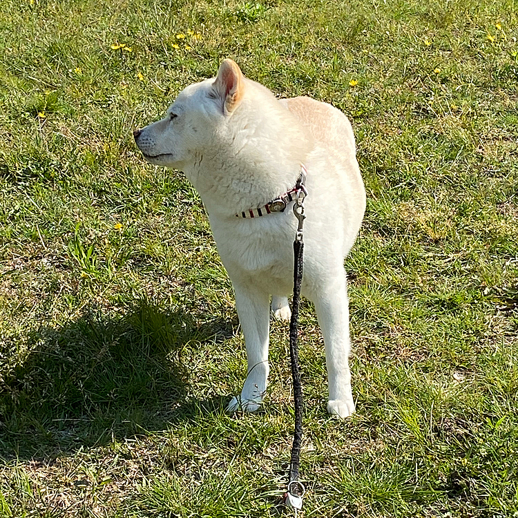 前の公園にて
ひなたぼっこ中。お家の方を見ています。