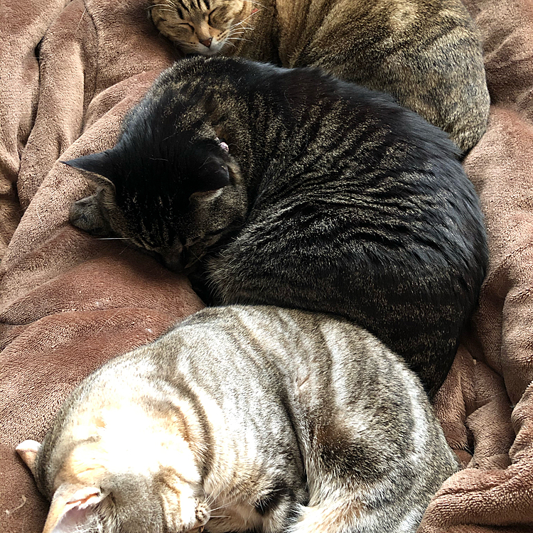 うわ！
起きたら足を枕に並んで寝てる〜
お布団出られ〜ん　
仕事に間に合わ〜ん
けど　　嬉しすぎ〜
在宅勤務したいよー(´•_•̥`)