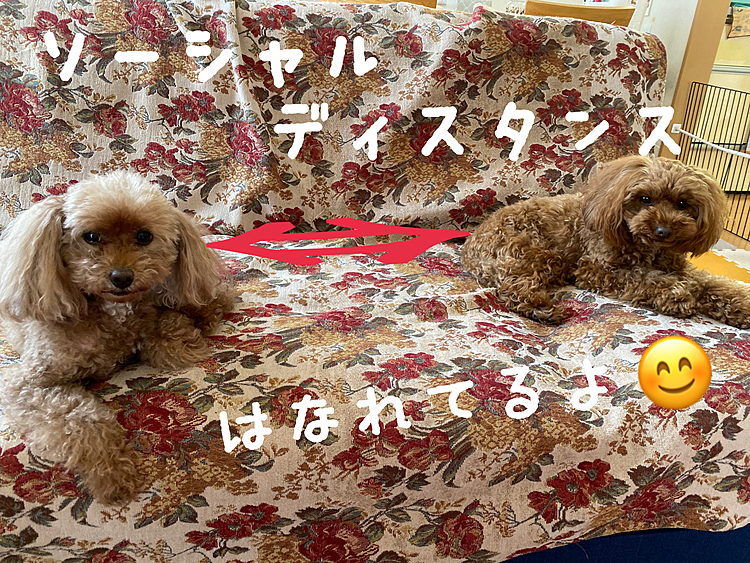 この🐶🐶達も離れてますよ〜🤣