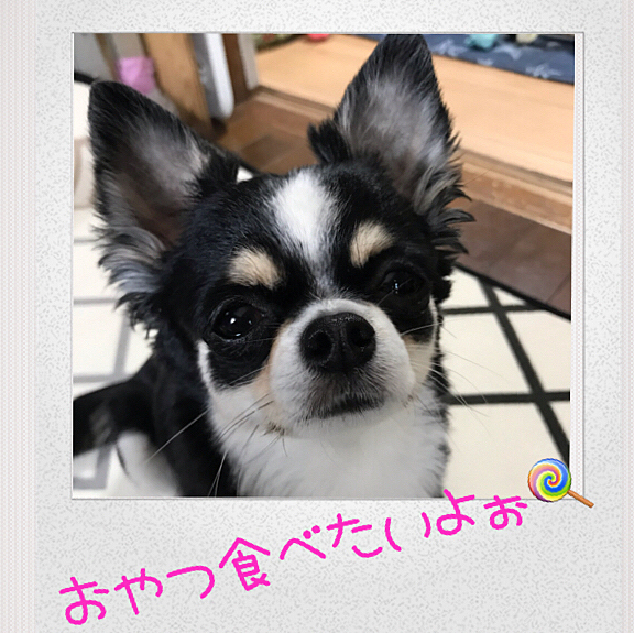 おやつおねだり中😅
