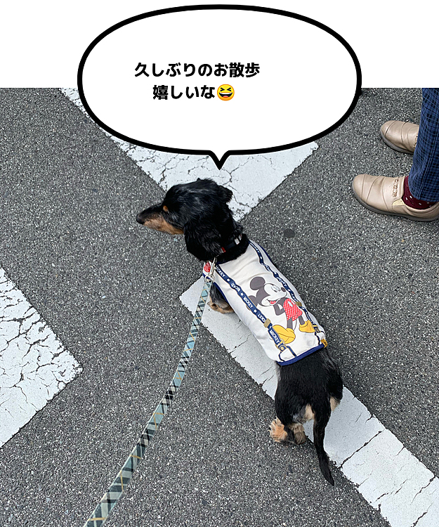 コロナ怖くて家にこもりぱなしだったけど勇気をだして久しぶりにお散歩。とっても気持ち良くて出掛けて良かったね〜！！