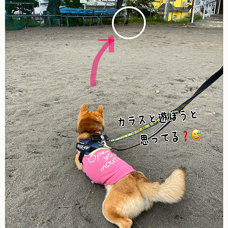 カラスを見つけると、ドッグランでお友達を待つ時と同じポーズに😆
遊べると思ったのかな💦😅