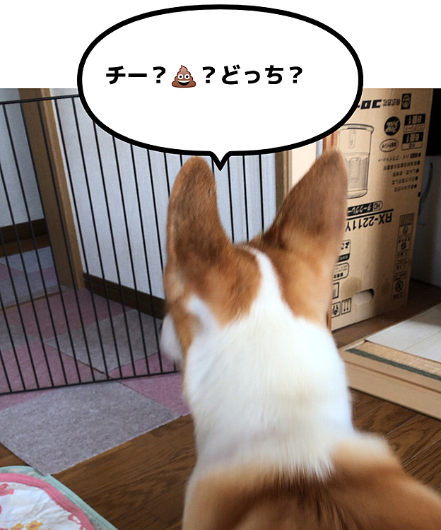 旦那がトイレに行ったら、出てくるまで待つ❣️で、出てくると吠えまくる💦
何で？笑笑