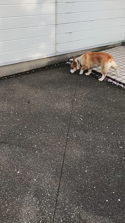 自粛のせいか、ストレス発散のまある😃
勢いが止まらないぜー😃
走れ走れ〜😍
狂った様に走ってるよ？笑笑