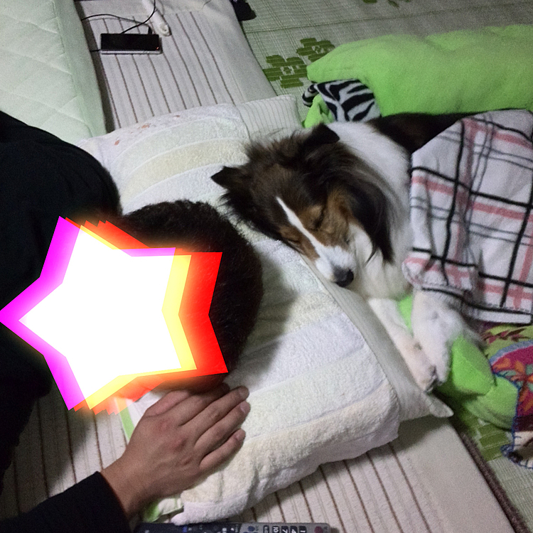 最初の頃は次男と一緒に寝ていたナイト❣️