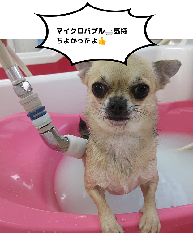 先週のトリミング😊
緊張したけど頑張りましたよ〜💕
いつもビビリのpocoですが
お風呂でリラックスできました☺️👍