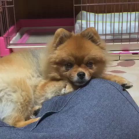 今夜も始まりました、まったりネムネムタイム❣️
お姉ちゃんとママを交互に見ては、まぶたが落ちそうになるのを必死に我慢してます😅
寝ても良いんだよ〜🤣