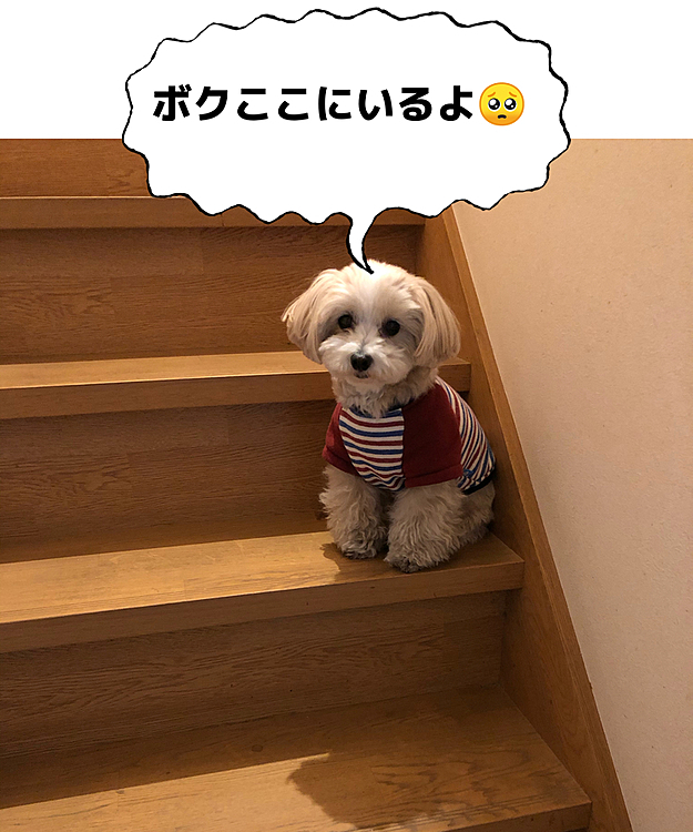 かまってちゃんのしゅう🐶
銀とケンカして、２段目に登ったのを抱っこで救出。
その１時間ほど後、自ら6段目まで登って、クーンクーンと甘えた声で呼んでました😩
TVを見ていた母にかまって欲しかったようです😅