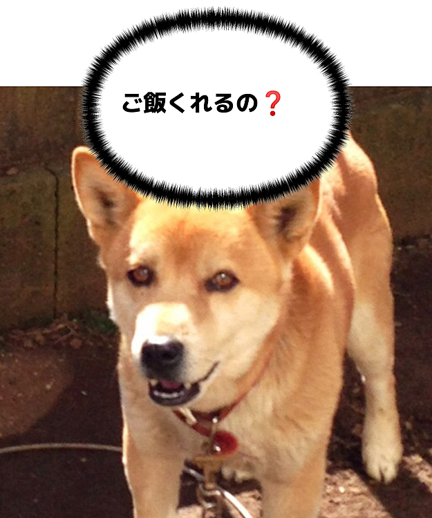 実家で飼ってた雑種犬。今はもう🌈の向こう。頼むちょっと出張しておくれ😥ご飯は嘘をついてでもたくさん食べる派。ご飯についてハピさんにレクチャーを❗️