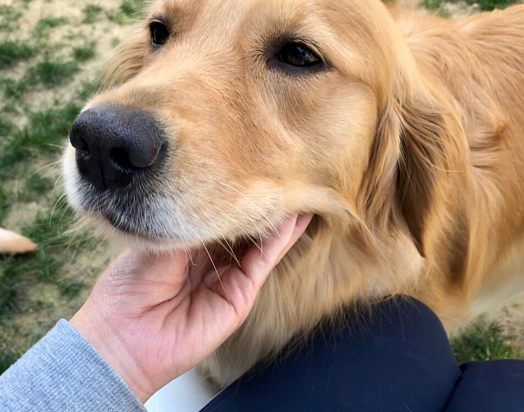 花壇のお花を食べて怒られたアリスは、その後 相変わらずの甘えん坊🐶💕