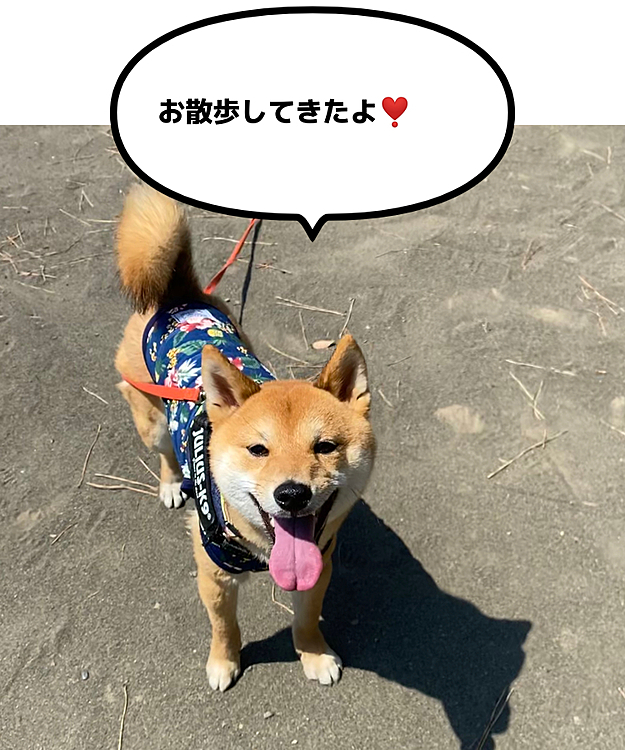 よく晴れていいお天気です☀️
今日も元気にお散歩しました🐾