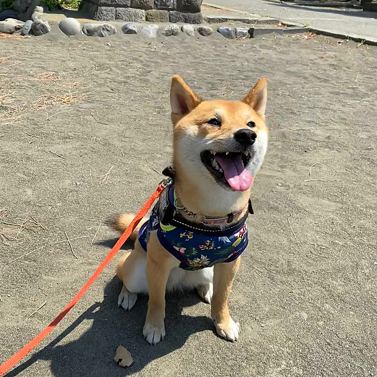 いつもと変わらずのお散歩ですが、１時間以上のんびりお散歩できました😊