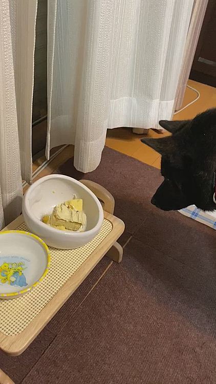 あっという間に完食❣️