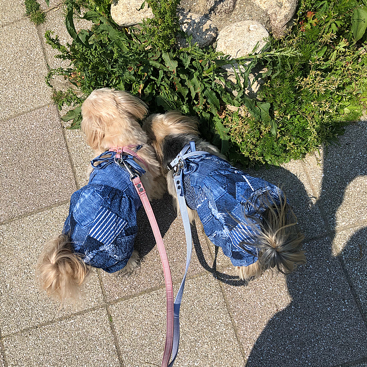今日は大きな公園に連れて行きました🚗
とってもいい天気だし、久々の大きな公園で大喜びでクンクン活動に夢中な🐶🐶です😊