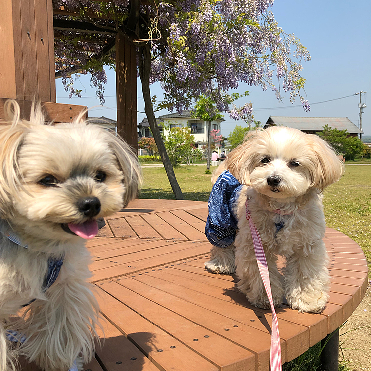 GWと言えば、藤の花の季節です。
綺麗に咲き誇ってました。
２匹ともいい顔をたくさん見せてくれて、公園散歩を喜んでくれたみたい😆
