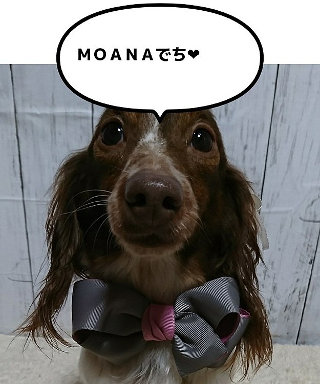 チョコタンパイボールドの
ＭＯＡＮＡです。
天真爛漫の可愛い子❤︎