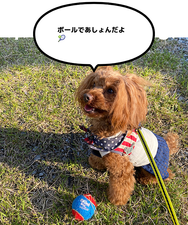 4/29(水)
お天気良かったです☀️
お散歩の後、ボール遊びしました🎾