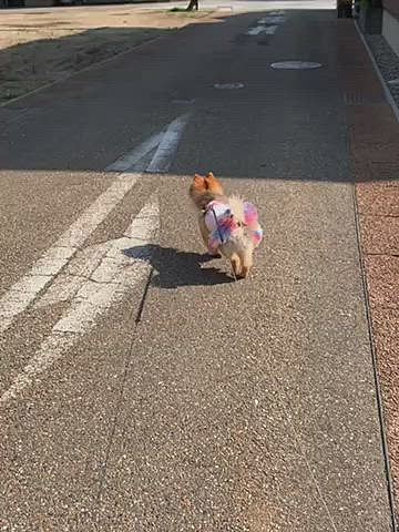 きのお散歩は、ママが帰って来てから15時過ぎごろに行きました❣️
今日は朝からお天気も良く、昼間は暑いくらいで、この時間のお散歩も暑がったです💦
途中で予定変更して、コンビニさんでデザート買って帰って来ました😅