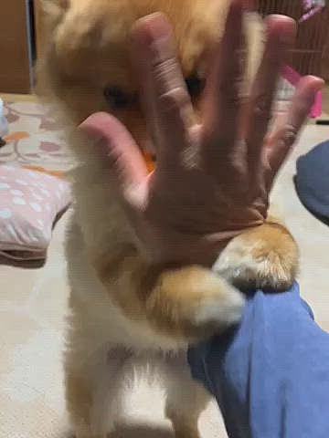 そして、夜もまだ元気なルルちゃんは、ぴーぷーに喰らい付き大興奮😅
今日も一日楽しんで疲れたので、今はイビキかいて寝てます🤣
ルルちゃん、また明日…🌙