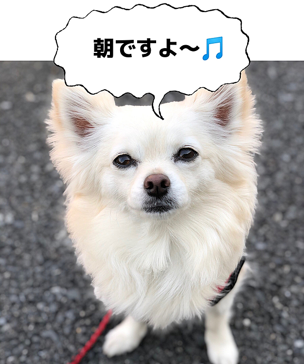 おはようございます☀
小雪は今朝も元気いっぱいお散歩してきたよ🐾👣
