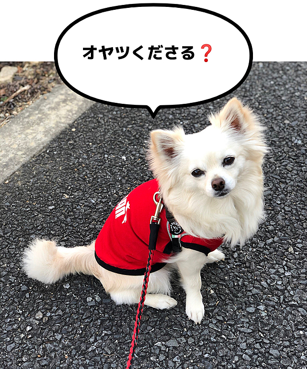 小雪〜
オヤツばっかり食べたら太るよ❓😂