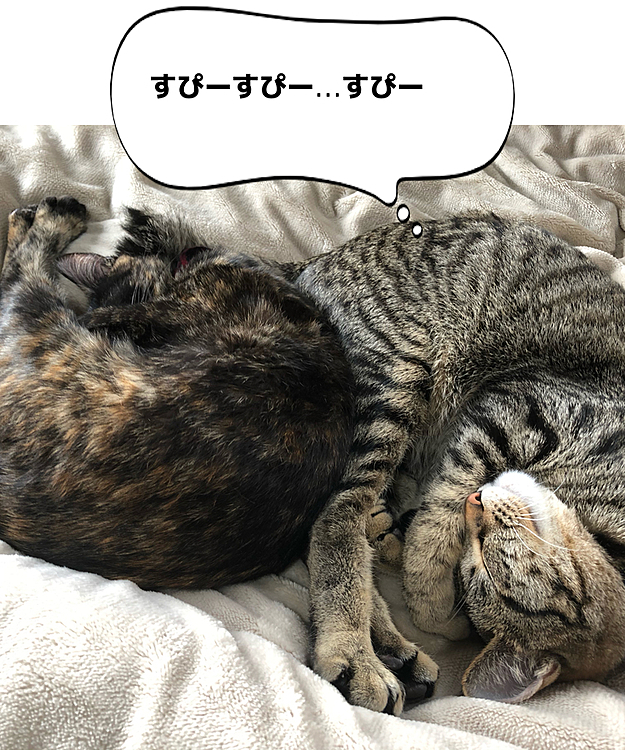 Wニャンモナイト🐾
