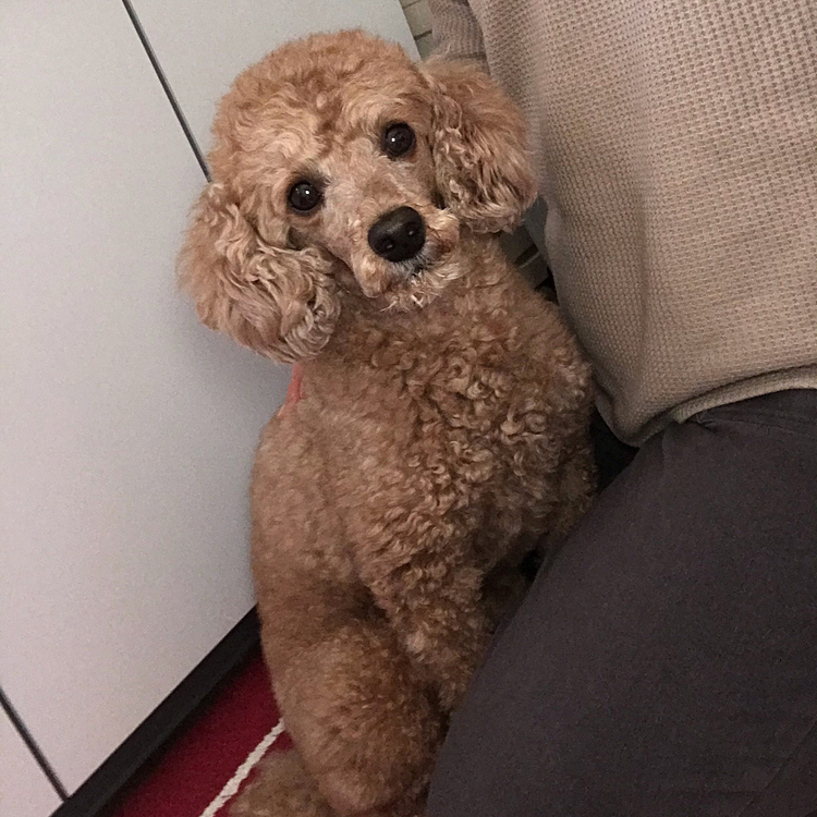 はい、カメラ目線いただきました😍
クリクリの目してますね👍
可愛いよ⤴️アラシ❣️