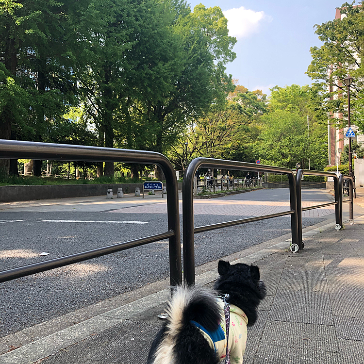 諦めてもらって公園へ🌳🐾

今日もいい天気😊🔆
人がめちゃくちゃ多かったので園内には行かず💦

