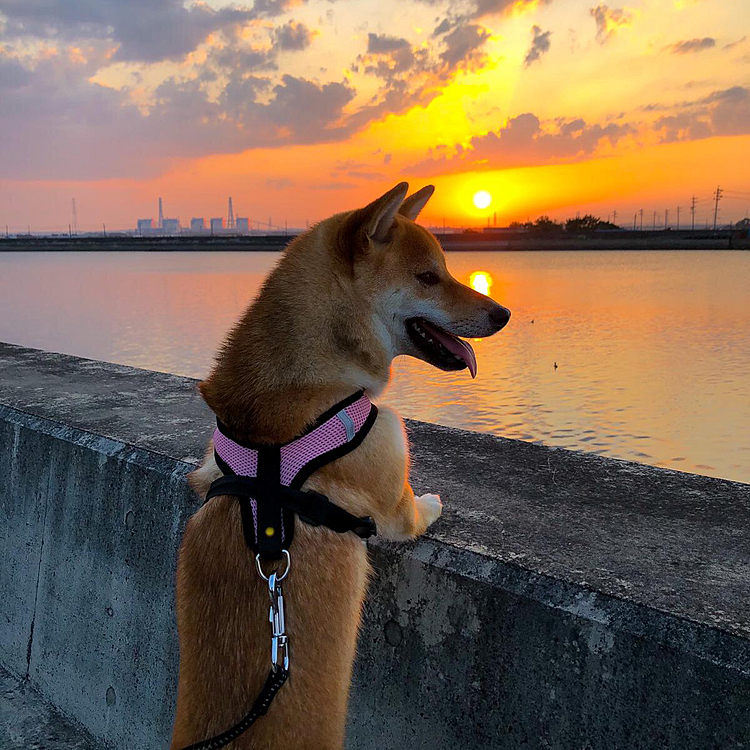 綺麗な🌇ゆうひダね😊　　
みんなコロナ🦠🦠にきおつけてね😷🤒
