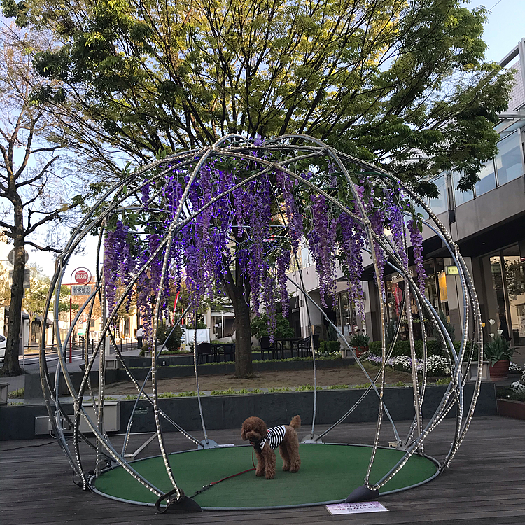 そしていつものモニュメント、4月中旬くらいまで桜🌸でしたが何と藤の花になっていました✨
去年は無かったので初めての藤棚に感動でした🥺