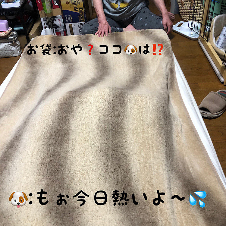 今日もリハビリ頑張った様ですが､早くも今日辺りから暑くなってきた様で…どこ行った⁉️ココ🐶⁉️