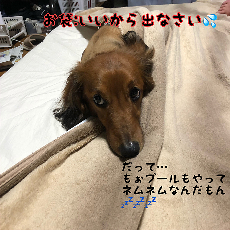 眠いのわかるけどそのまま寝ちゃったらお布団のど真ん中になっちゃうでしょ⁉️💦