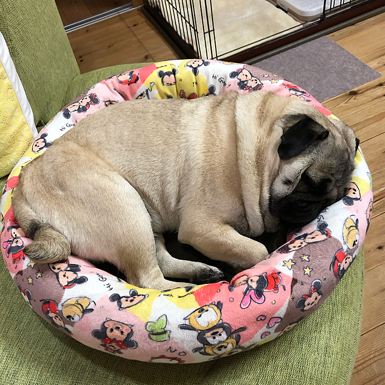 ししまる寝姿4連発💤
　ママのお膝が大好きです😆