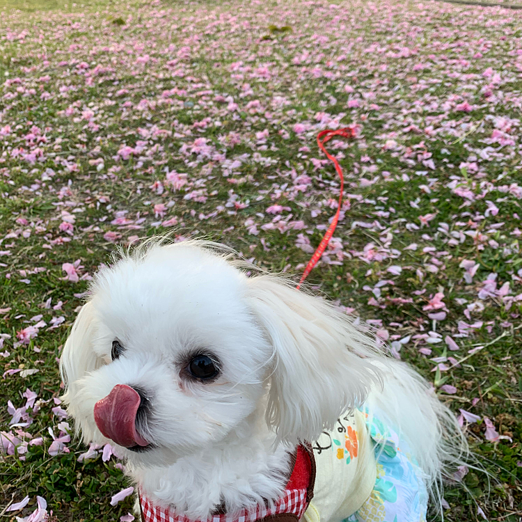 写真は今日の散歩で行った公園でいい感じに桜の絨毯ができてたので写真を撮りました♪
