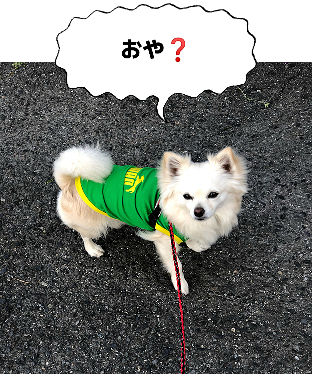 小雪がなにか察知したようです🐶