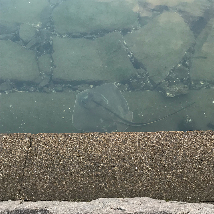 わかりますか?
ここ川ですが🙄海に繋がってるとは言え…なぜ?びっくりしました‼️チヌも沢山いましたよ😳